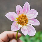 Sam van Schooten Anemondahlia, Teesbrook Audry 1 st