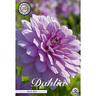 Sam van Schooten Dekorativdahlia, Blue Boy 1 st