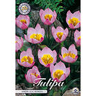 Sam van Schooten Botanisk tulpan, Bakeri Lilac Wonder 10 st