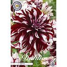 Sam van Schooten Dekorativdahlia, Tartan 1 st