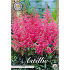 Sam van Schooten Astilbe, Rosa 1 st