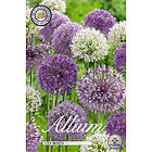 Sam van Schooten Allium, blandade färger 15 st