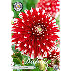 Sam van Schooten Dekorativdahlia, Little Tiger 1 st