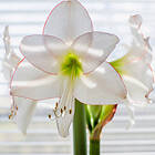 Sam van Schooten Amaryllis, Picotee XL lök 1 st