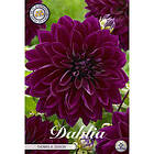 Sam van Schooten Dekorativdahlia, Thomas A. Edison 1 st