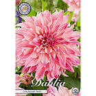 Sam van Schooten Dekorativdahlia, Cafe au Lait Twist 1 st