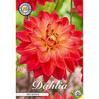 Sam van Schooten Dekorativdahlia, Red Silence 1 st