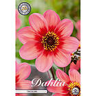 Sam van Schooten Anemondahlia, Tricolore 1 st