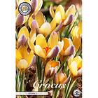 Sam van Schooten Botanisk krokus, Advance 10 st