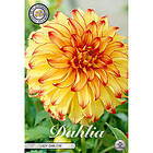 Sam van Schooten Dekorativdahlia, Lady Darlene 1 st