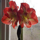 Sam van Schooten Amaryllis, Minerva XXL lök 1 st