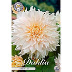 Sam van Schooten Dekorativdahlia, Café au Lait 1 st