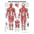 Anatomiplansch Muskler (The muscular system)