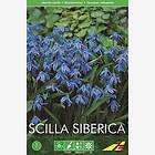 JWA Lefeber Scilla siberica