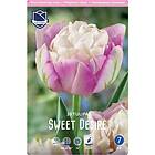 JWA Lefeber Tulpan, Pion, Sweet desire