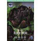 JWA Lefeber Tulpan, Pion, Black Hero