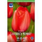 JWA Lefeber Tulpan, Darwin, s Memory