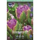 JWA Lefeber Tulpan, Pion, Blueberry Ice