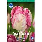 JWA Lefeber Tulpan, Papegoj, Silver parrot