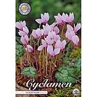 Sam van Schooten Cyclamen Hederifolium