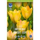 JWA Lefeber Tulpan, Botanisk, Bright gem