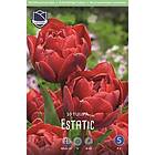 JWA Lefeber Tulpan, Flerblommig, Estatic