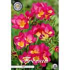 Sam van Schooten Freesia, enkel rosa