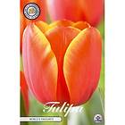 Sam van Schooten Tulpan, Darwin, World´s Favourite