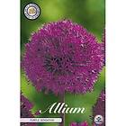 Sam van Schooten Allium Purple Sensation