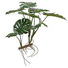 Monstera 70 cm Grön