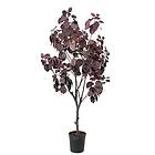 Cotinus Träd 140 cm