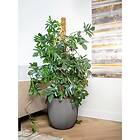 vidaXL Capi Blomkruka Groove 35x34 cm antracit 445492