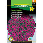 Hornum Hängpetunia, Purpur Cascade