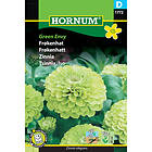 Hornum Zinnia, Green Envy