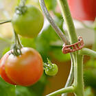 Plantigo Tomatclips 20mm, 20-pack