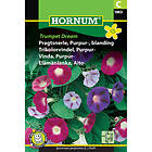 Hornum Purpurvinda, Trumpet Dream mix