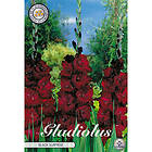 Sam van Schooten Gladiol, Black Surprice 10 st