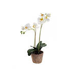 Emerald Konstväxt Orkidé Phalaenopsis I Kruka Vit 56Cm