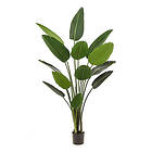 Emerald Konstväxt Strelitzia 190Cm