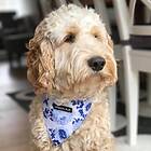 Urban Pup Bandana Hero Star / L