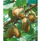 Piardino Kiwi Fruktträd Jenny 30-50Cm 3-Pack