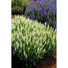 Piardino Perenn Stäppsalvia Schneehugel Kantväxt 15-Pack