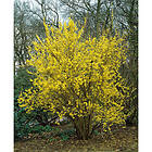 Piardino Buske Forsythia Gul Krukodlad 5-Pack