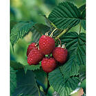 Piardino Bärbuske Mörkrött Hösthallon 30-50Cm Krukodlad 5-Pack