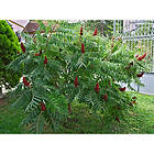 Piardino Buske Rönnsumak Rhus Typhina 3-Pack