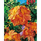 Piardino Azalea Knaphill Klondyke Orange/Gul 30-40Cm Krukodlad 10-Pac