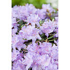 Piardino Rhododendron Tuvalpros Lila 20-25Cm Krukodlad 5-Pack