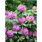 Piardino Rhododendron Roseum Elegans Lila 40-50Cm Krukodlad 3-Pack