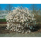 Piardino Buske Stjärnmagnolia Vit 50-60 Cm Krukodlad 3-Pack