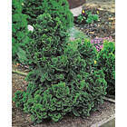 Piardino Barrväxt Dvärgcypress Japansk Grön 20-25 Cm 5-Pack